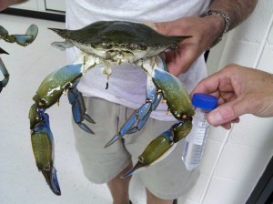 Where can you find giant Blue Crabs? | Southern Fried Science