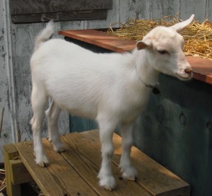Adventures in Backyard Agriculture: Dwarf Goats | Southern ...