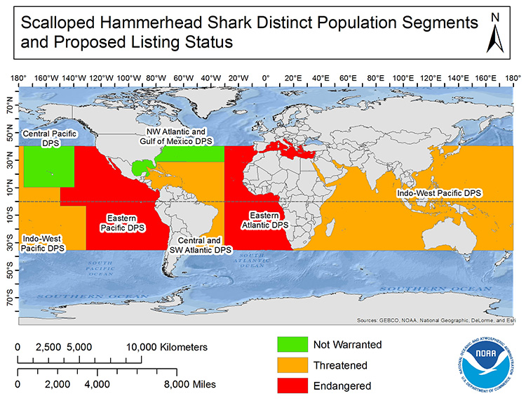 Where do hammerhead sharks live?