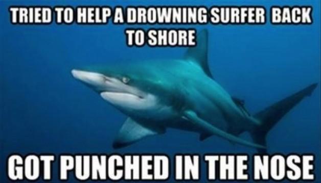 misunderstood-shark.jpg