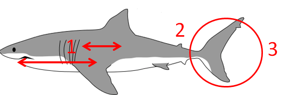 How do you tell the difference between shark and dolphin fins?