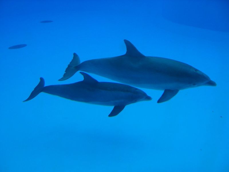 How do you tell the difference between shark and dolphin fins?