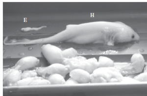 Figure 1 from Chapman et al. 2013. "Size differential between the hatchling (H) and embryo(E). 
