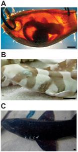 Figure 1a from Kempster et al. 2013 shows a shark embryo in an egg 