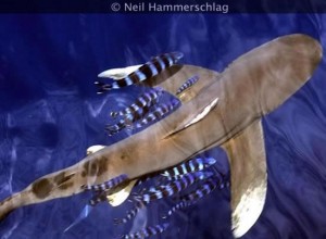 An oceanic whitetip shark. Photo credit: Dr. Neil Hammerschlag 