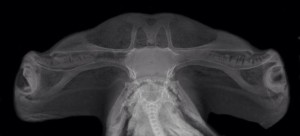 An x-ray of a Carolina hammerhead. Image courtesy Dr. Joe Quattro 