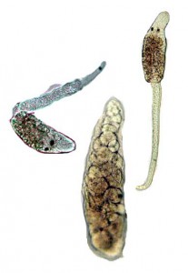parasitic trematode