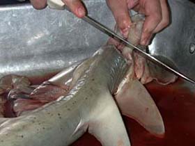 Ethical Debate: Killing sharks for science?
