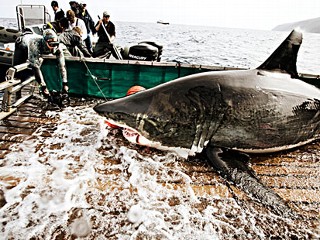 Check out "Expedition Great White" on the National Geographic Channel!