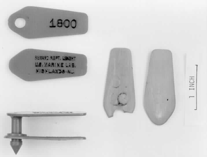 Adventures with Citizen Science: perspectives of a shark biologist