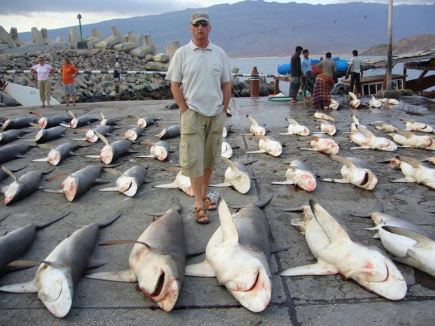 What species of skate is for dinner? New research challenges elasmobranch fisheries policy