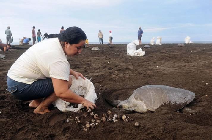 A short note on the "turtle harvest" e-mail