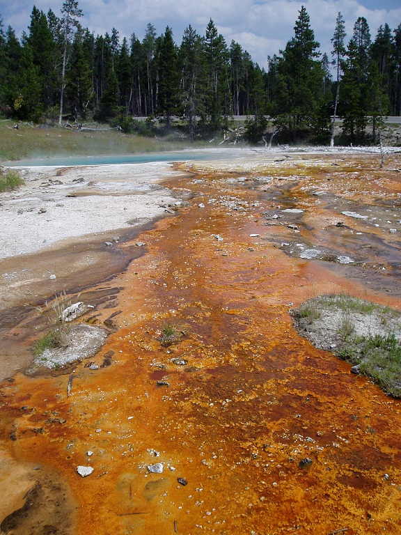 Biodiversity Wednesday: Yellowstone Geysers