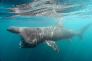 Basking shark 02