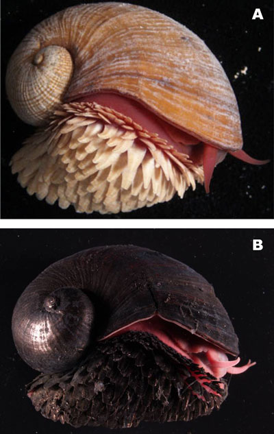 Scaly-foot Snail. Image courtesy JAMSTEC - http://www.jamstec.go.jp/j/about/press_release/20101213/