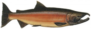 Coho salmon - public domain image