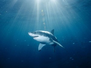 Great White Shark. Image courtesy animals.NationalGeographic.com