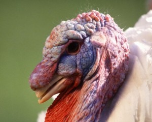 Gobble? image from http://www.public-domain-image.com