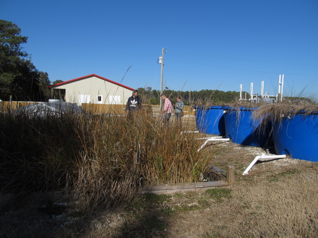 Wastewater is filtered through an artificial wetland. Photo by Andrew David Thaler