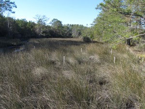 Processed watewater is dispersed into the surrounding marsh, where water quality is constantly monitored. Photo by Andrew David Thaler.