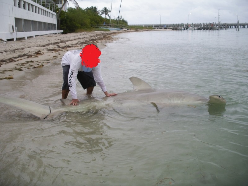 Florida angler catches (and likely kills) Endangered great hammerhead shark  – Southern Fried Science
