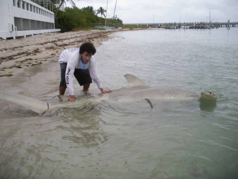 Florida angler catches (and likely kills) Endangered great hammerhead shark