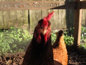 Poly is a very skeptical chicken. Photo by ADT