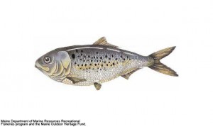 A menhaden, image courtesy Pew Environment Group 