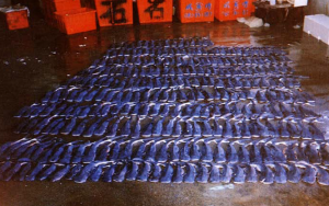 Hundreds of whale shark pups from a single mother, from Joung et al. 1996