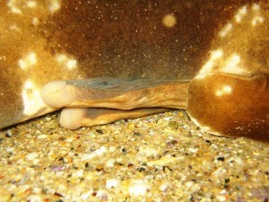 A closeup of claspers (male reproductive organs) on a spotted Wobbegong shark. Photo credit: Richard Ling, WikiMedia Commons