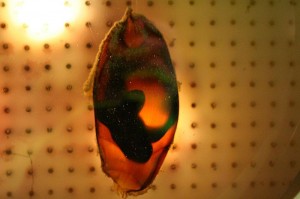 The egg case of a swell shark at the Shedd Aquarium. Photo credit: Stephanie Seskin, Wikimedia Commons