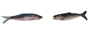 juvenile salmon & Pacific herring
