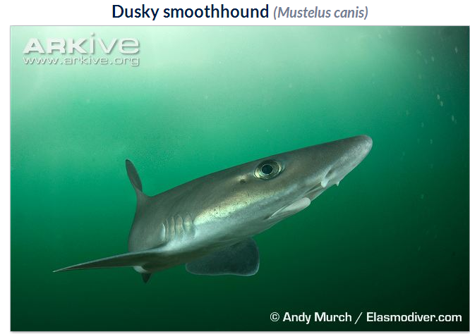 A Call to Action: Preventing a Potential Setback in U.S. Atlantic Shark Finning Policy