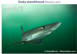 Photo by Andy Murch of ElasmoDiver.com, via Arkive.org