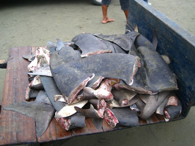 Breaking News! "Most Comprehensive Estimate of Mortality": Between 63 and 273 Million Sharks Killed Each Year