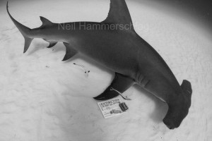 A great hammerhead shark swims by a Project AWARE "Extinction is NOT an Option" sign, Bimini, Bahamas. Photo credit: Neil Hammerschlag