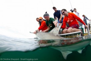 WhySharksMatter and his lab attaching a satellite tag to a great hammerhead shark in the Florida Keys. Photo credit: Christine Shepard