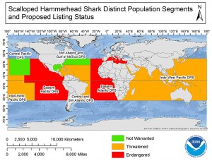 A map of which scalloped hammerhead distinct population segments will be listed threatened or endangered (i.e. a map of a majority of the ocean)