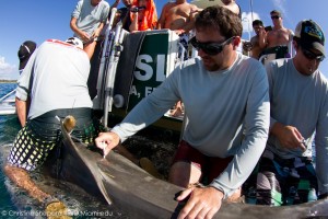 I work with a lab that satellite tags sharks to study their migration patterns, such as this large female tiger shark in the Bahamas