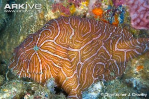 Psychedelic frog fish, side view. Image credit: Christopher J. Crowley 32 NH Route 10 Orford New Hampshire 03777 United States of America Tel: +1 (603) 353-9821 cjcphoto@cjcLandAndSeaPhoto.com http://www.cjcLandAndSeaPhoto.com