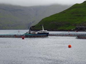 A few of the net pens and tender ship, with a few of the mountains nearby. Production in this fjord will go fallow far a few years after this harvest to protect from disease and move to the next fjord carved from the mountainside. Credit: Andrew Thaler