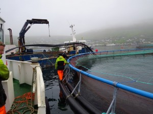 A farm worker hops off the boat to the net's floating walkway to check the feeding lines and net attachments. Credit: Andrew Thaler