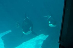 Three killer whales in a tank at Sea World in San Diego, California. Photo Credit: Nehrams 2020 via WikiMedia Commons 