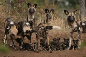 African Wild Dogs. Photo courtesy Rosemary Groom