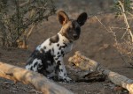 Conserving the Endangered African Wild Dogs of Zimbabwe