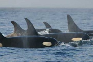 A pod of Southern Resident orca whales in the wild. Photo credit NOAA via WikiMedia Commons 