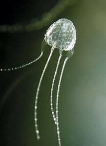 Irukandji Jelly. Photo from http://www.irukandjijellyfish.com/