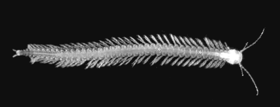 Happy Fun Science Friday - First Venomous Crustacean