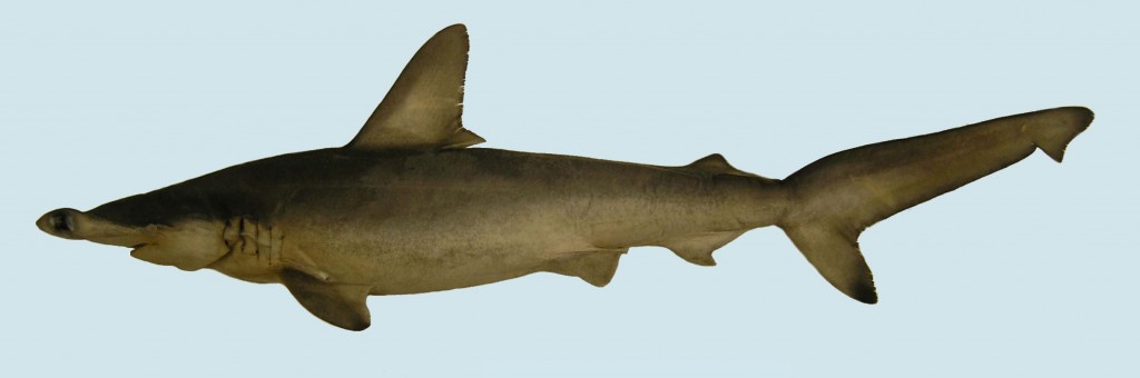 What does the new species of hammerhead mean for shark science and