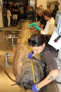 Photo by Phil Hastings, UC San Diego/Scripps Institution of Oceanography 